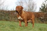 DOGUE DE BORDEAUX 188